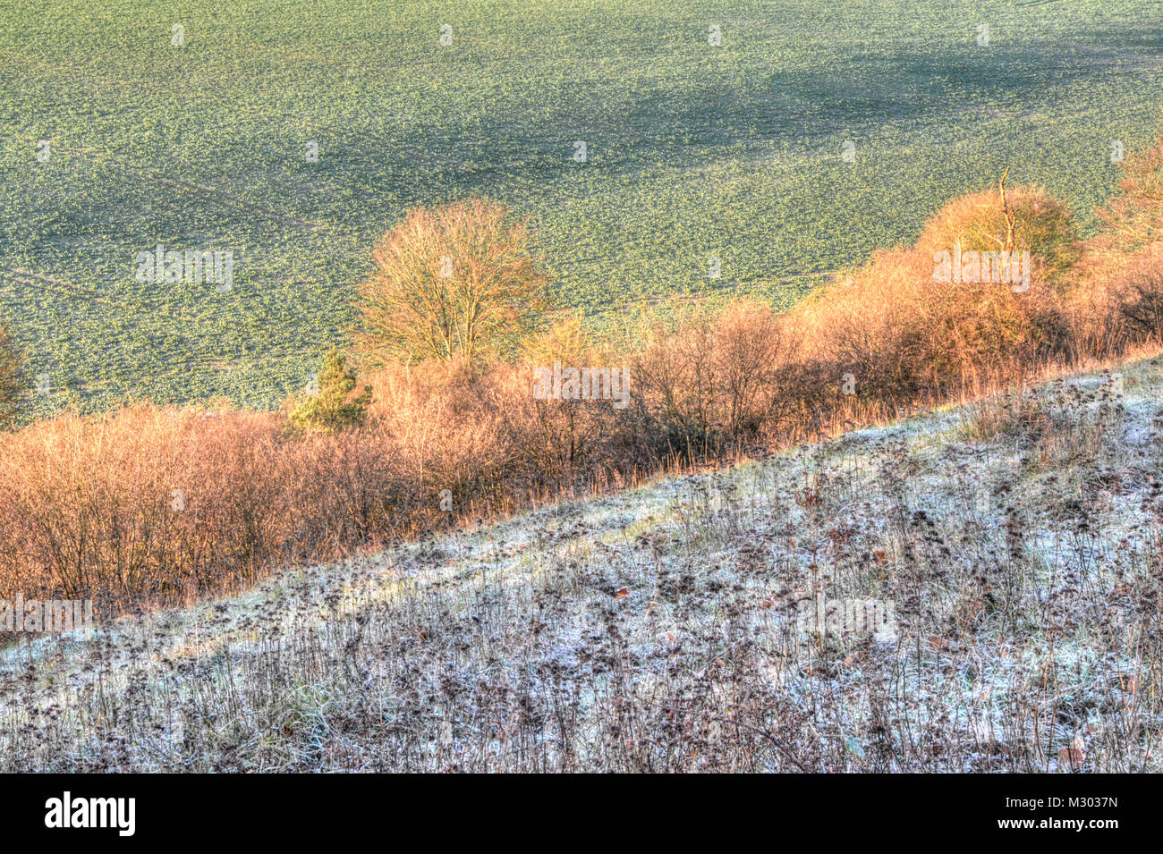 Détail de paysage d'hiver givré - les champs et les haies, dans la campagne du Hampshire, Royaume-Uni Banque D'Images