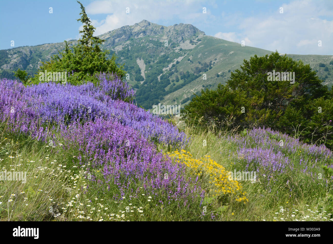 Une belle et colorée des prés de fleurs sauvages dans les montagnes du nord de la Grèce à la mi-été. Banque D'Images