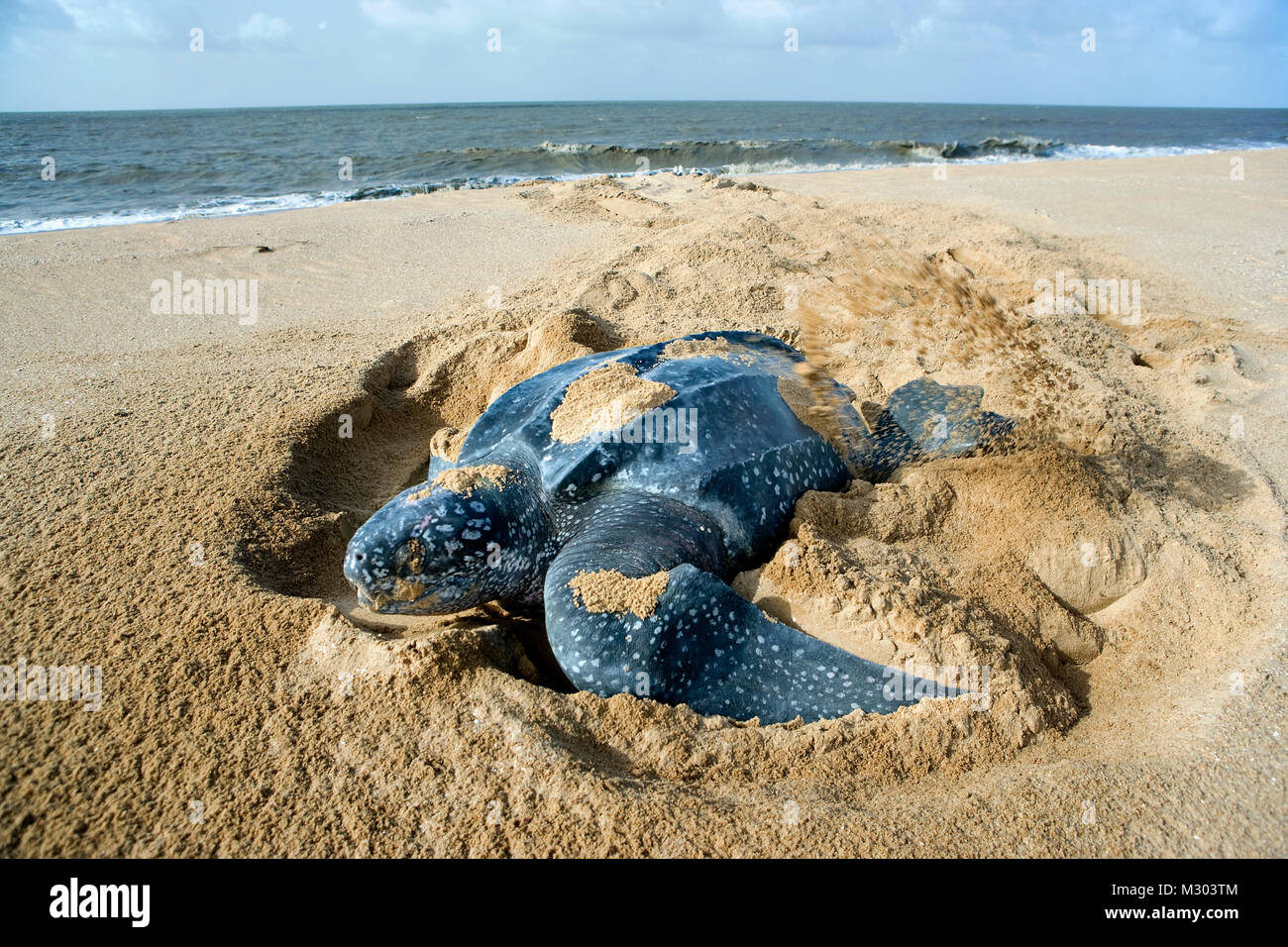 Le Suriname, Matapica Parc National. Tortue retourner à la mer après la ponte des œufs. (Dermochelys coriacea). Banque D'Images