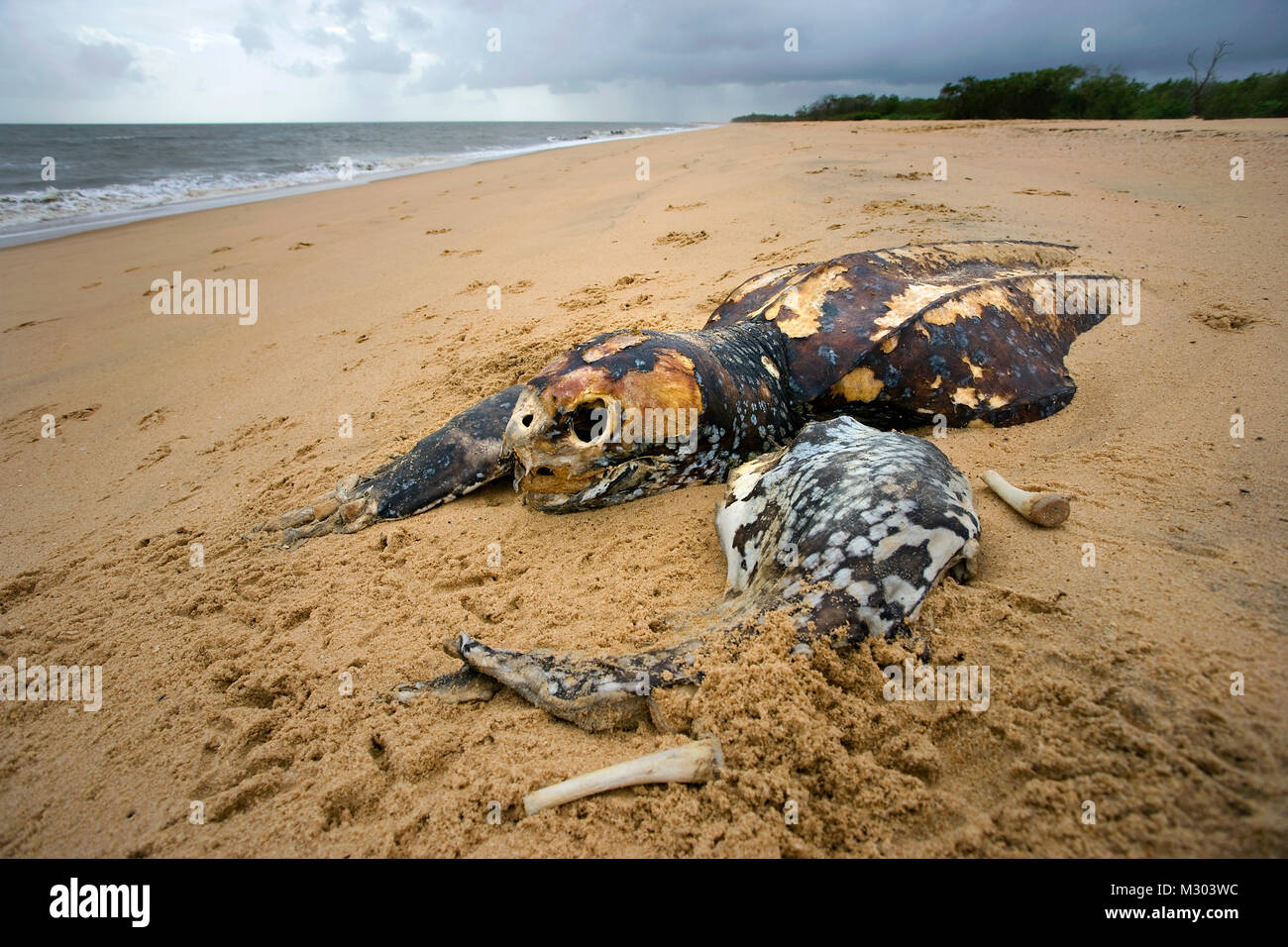Le Suriname, Matapica Parc National. Carcasse de la tortue luth. (Dermochelys coriacea). Tués par les filets de pêche. Banque D'Images