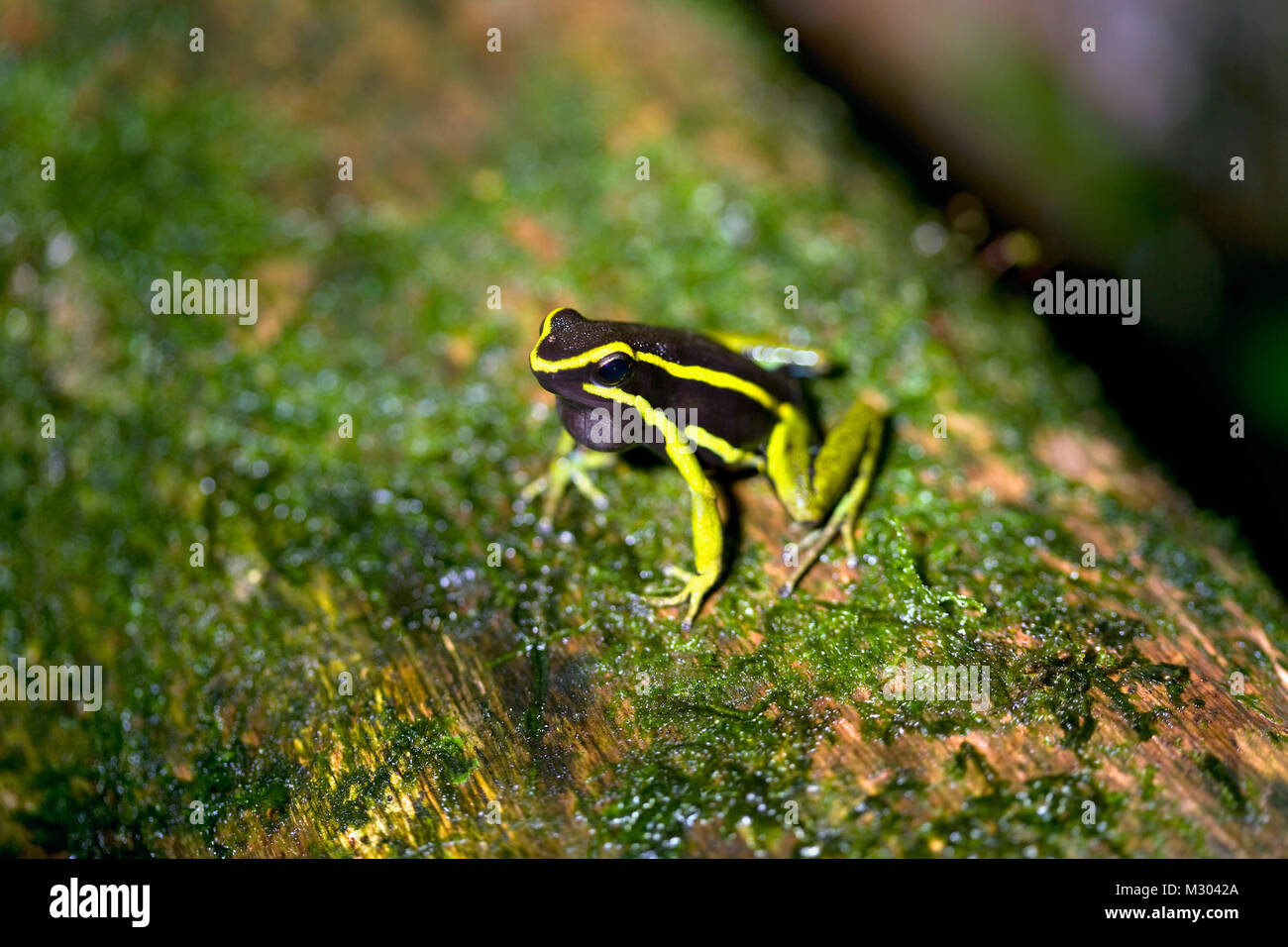 Le Suriname, Brownsweg Brownsberg, parc national. Trois rayures-flèche empoisonnée (grenouille Epipedobates trivittatu). Banque D'Images