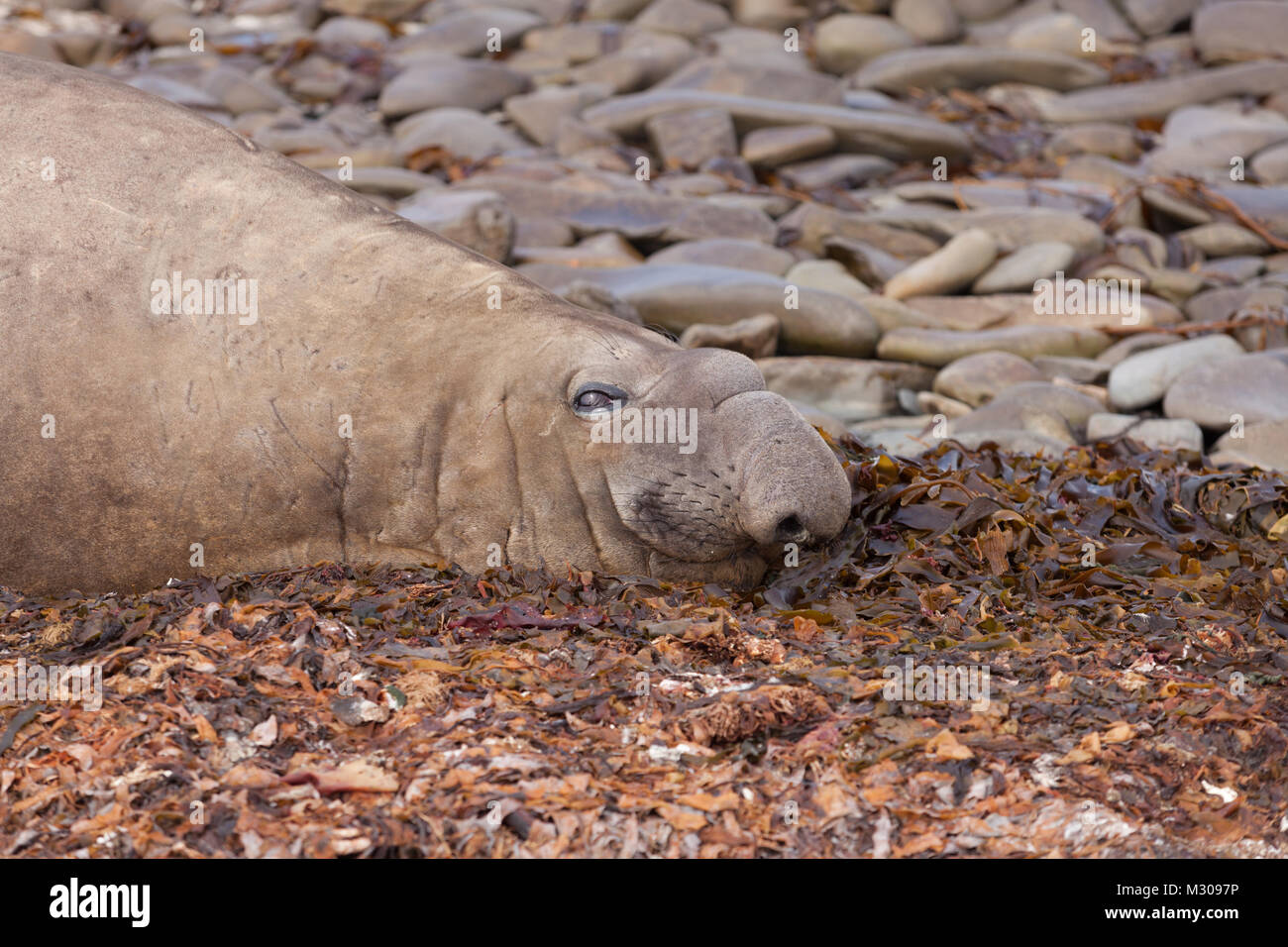 Éléphant de mer du sud (bull) détente sur la plage dans les îles Falkland Banque D'Images