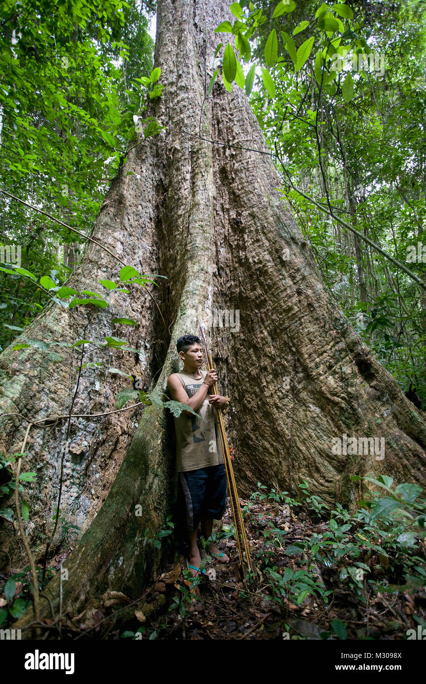 Le Suriname, Kwamalasamutu, Trio indien avec arc et flèche en face de giant (arbre) de la forêt. Banque D'Images