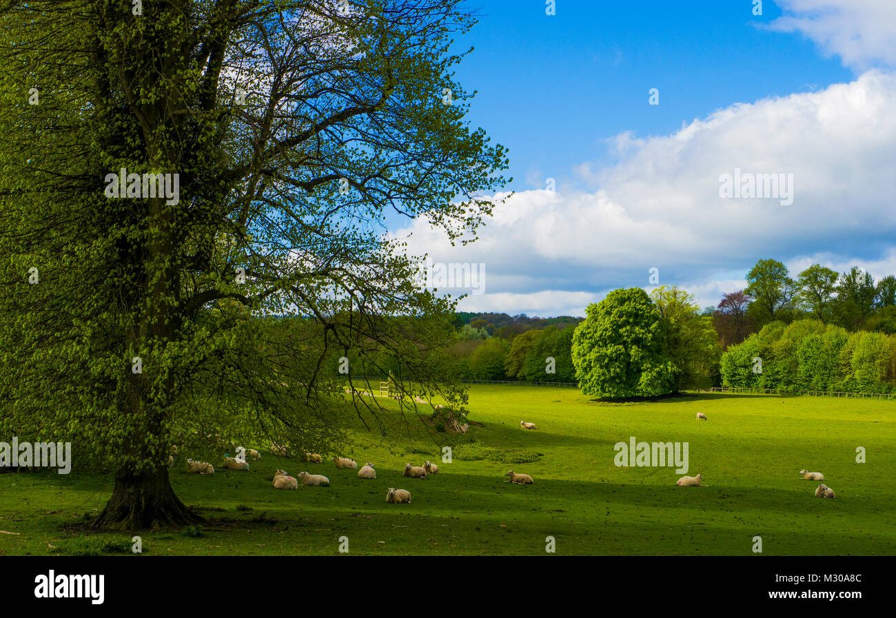 Les futures brebis paissant dans les motifs de Chawton House une classe ll* manoir élisabéthain énumérées dans le village de Chawton dans le Hampshire. C'est forme Banque D'Images