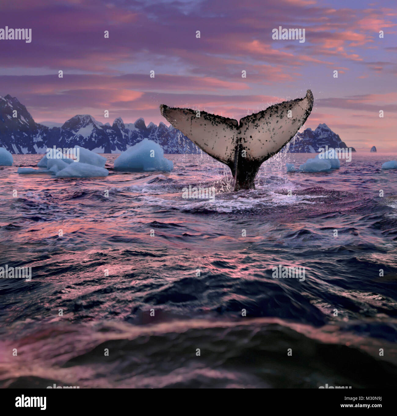 Whale fluke, Péninsule Antarctique, l'Antarctique Banque D'Images
