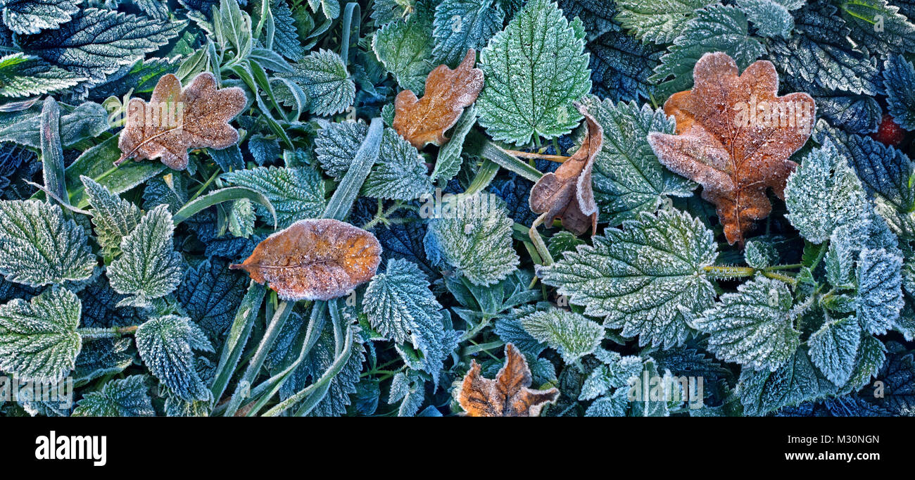 Les feuilles d'automne avec le givre, Forêt-Noire, Bade-Wurtemberg, Allemagne, Banque D'Images