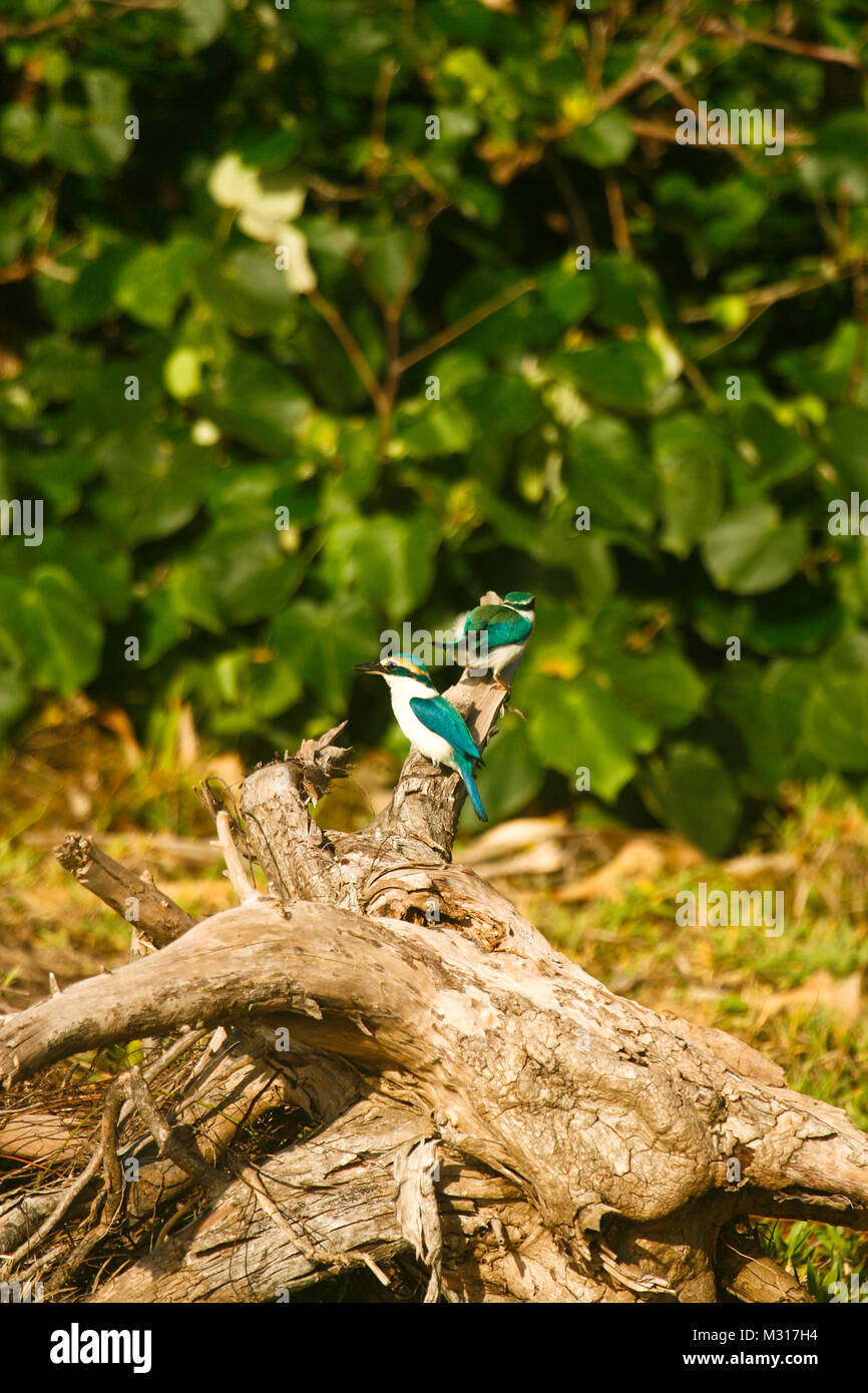 Kingfisher Todiramphus chloris, munis. L'île de Lifuka. Ha'apai îles. Tonga Banque D'Images