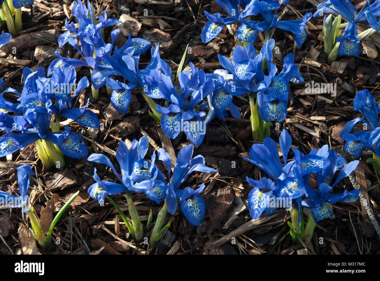 Iris bleu vif, fruit d'écorce granito Banque D'Images