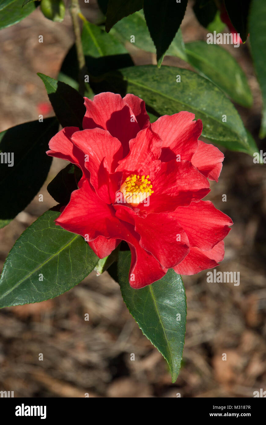 Camellia 'Freedom Bell' avec des semi-doubles rouge fleurs profuse, seul ou grappes. Des fleurs tout au long de l'hiver/printemps, max-Janvier/Février Banque D'Images