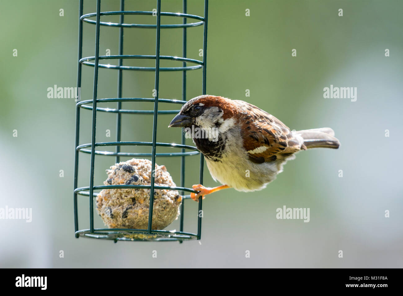 Sparrow commun et mangeoire pour oiseaux Banque D'Images