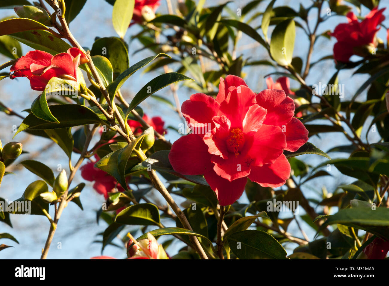 Camellia 'Freedom Bell' avec des semi-doubles rouge fleurs profuse, seul ou grappes. Des fleurs tout au long de l'hiver/printemps. Sunny, contre le ciel bleu. Banque D'Images