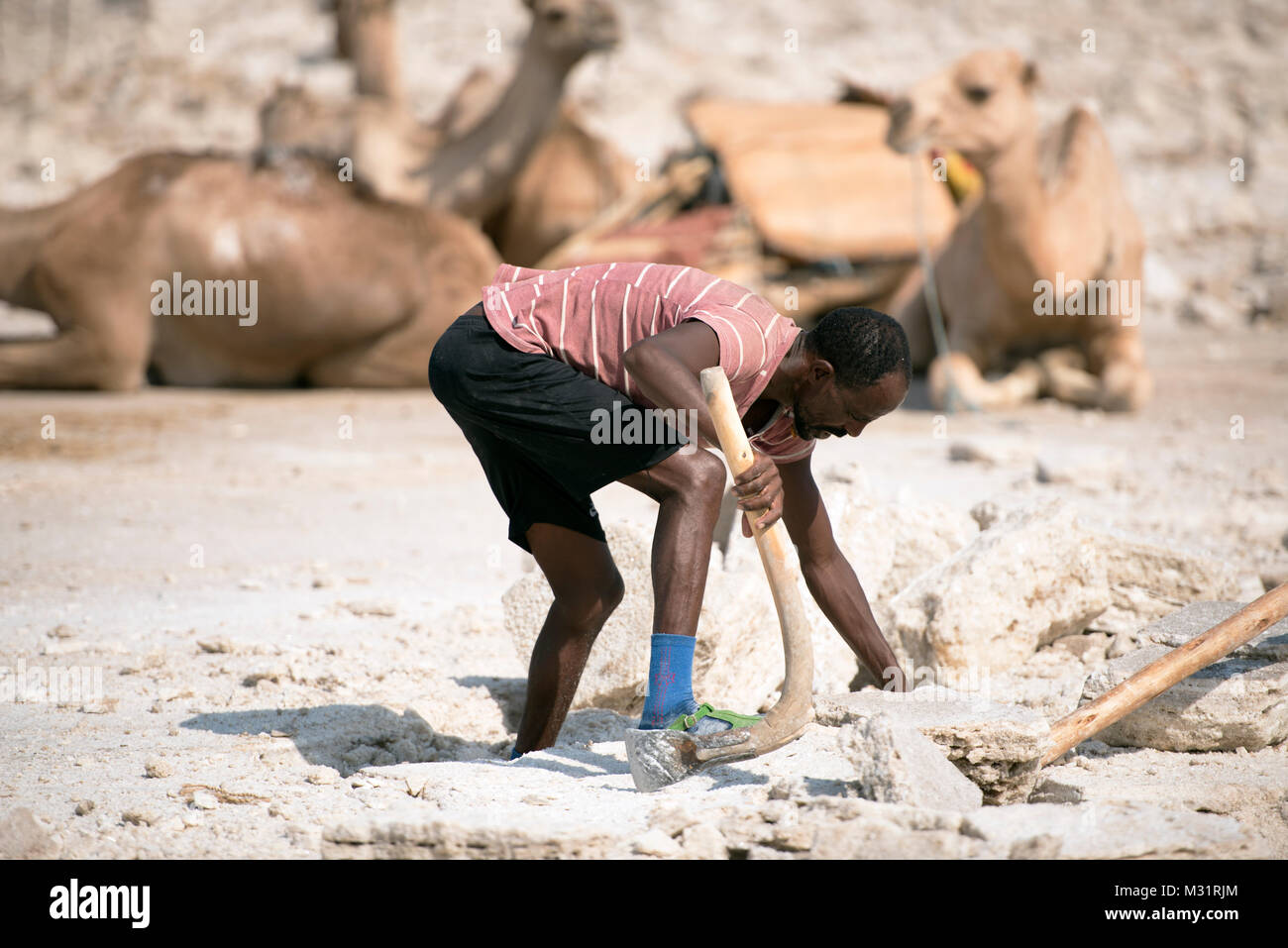 Un homme loin des mines de sel dans la dépression Danakil désert, quand les chameaux attendre de le prendre sur le marché. Banque D'Images