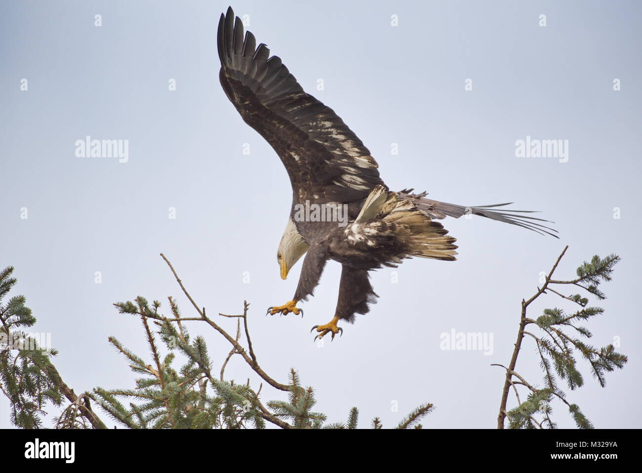 Pygargue à tête blanche (Haliaeetus leucocephalus), volant à un arbre pour un atterrissage. Près de la baie Boundry, Vancouver, BC, Canada. Banque D'Images