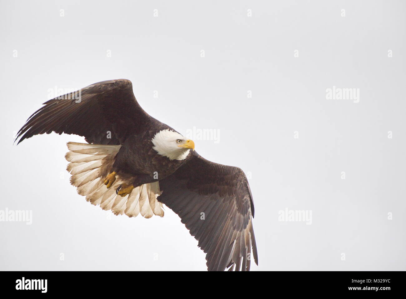 Des profils pygargue à tête blanche (Haliaeetus leucocephalus) voler contre ciel couvert. Près de la baie Boundry, Vancouver, BC, Canada Banque D'Images