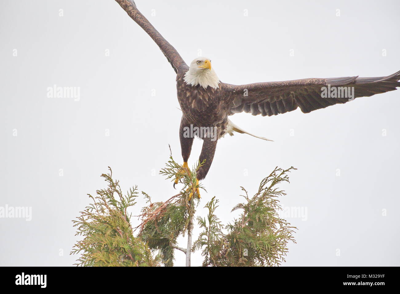 Pygargue à tête blanche (Haliaeetus leucocephalus), volant à un arbre pour un atterrissage. Près de la baie Boundry, Vancouver, BC, Canada. Banque D'Images