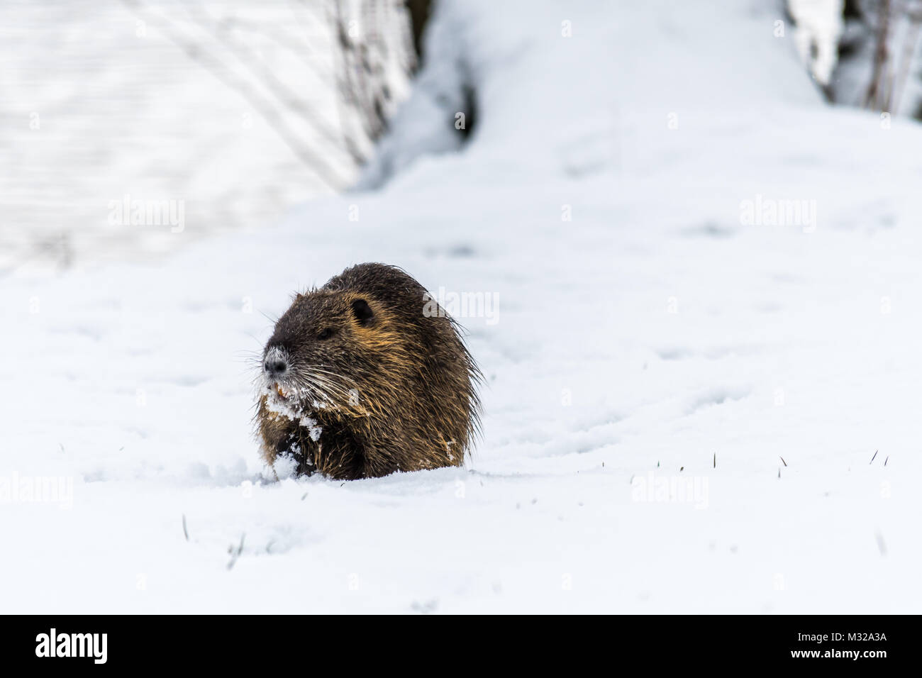 Grand curieux ragondin (ragondin) sur la neige. Aussi connu sous le nom de rat d'eau ou Myocastor coypus. Banque D'Images