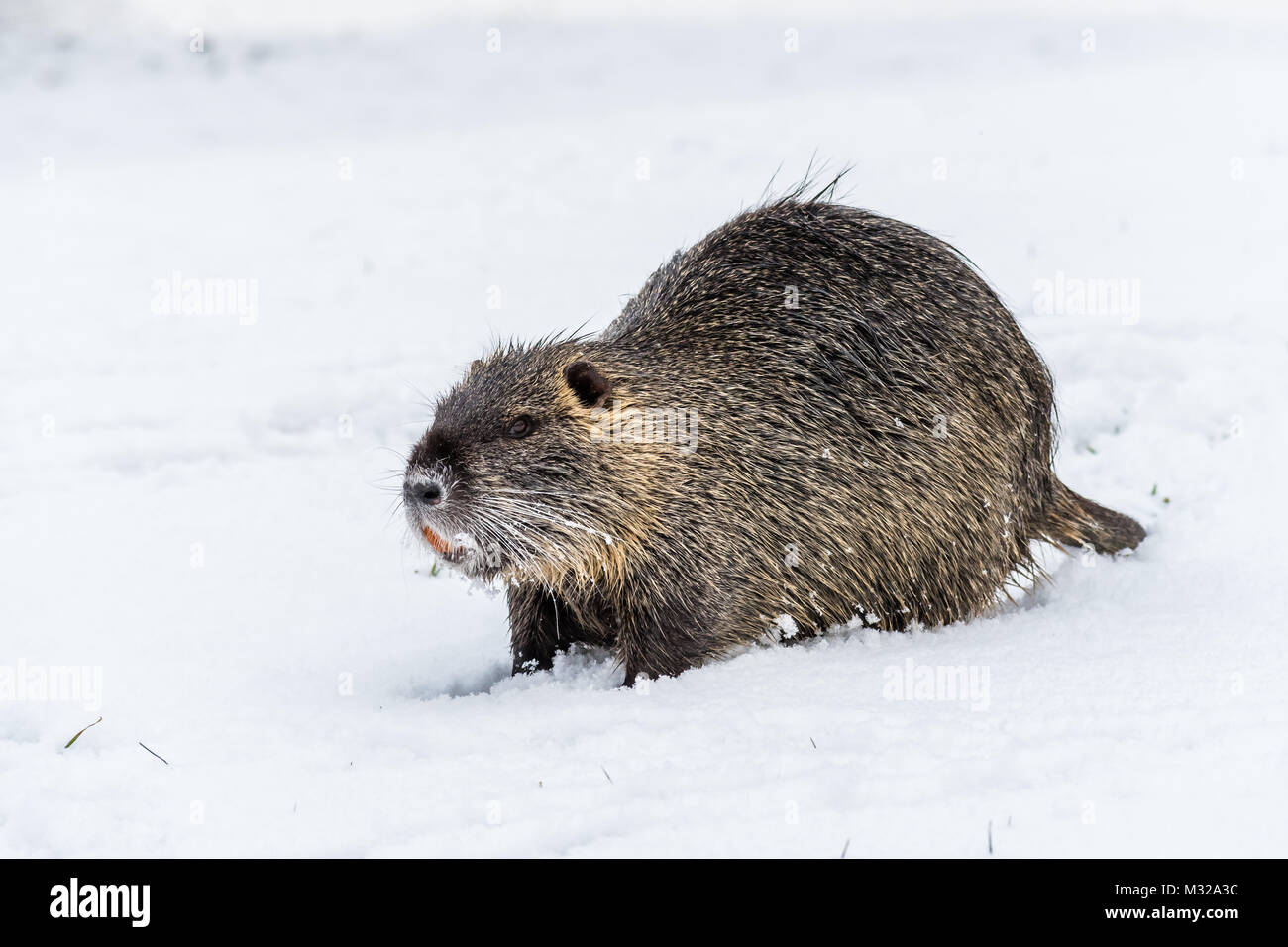Grand curieux ragondin (ragondin) sur la neige. Aussi connu sous le nom ...