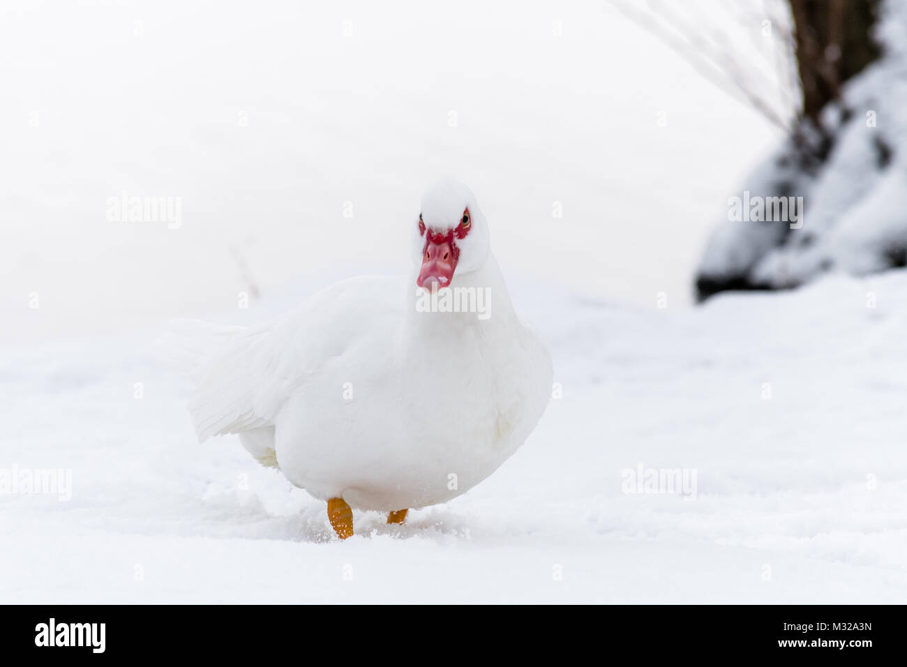 Canard de barbarie sur la neige près de l'eau congelée. Oiseau blanc pur sur blanc neige, photo clé. Banque D'Images