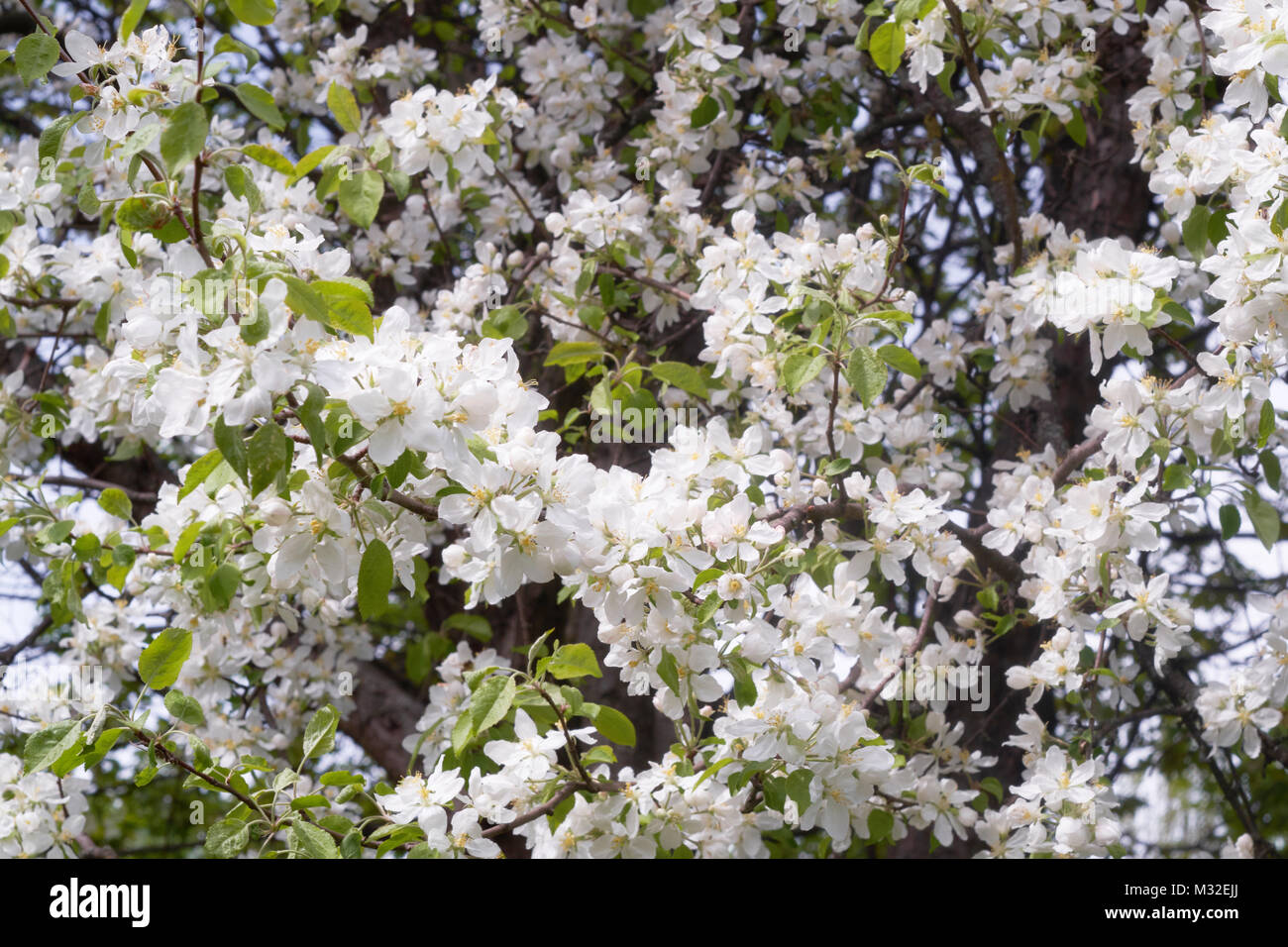 Poire de printemps fleurs plantes avec peu de fleurs blanches Banque D'Images