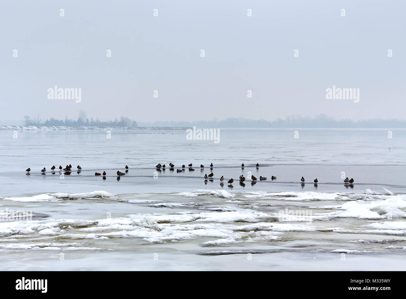 Canards dans la rivière Narew à Serock, Pologne Banque D'Images