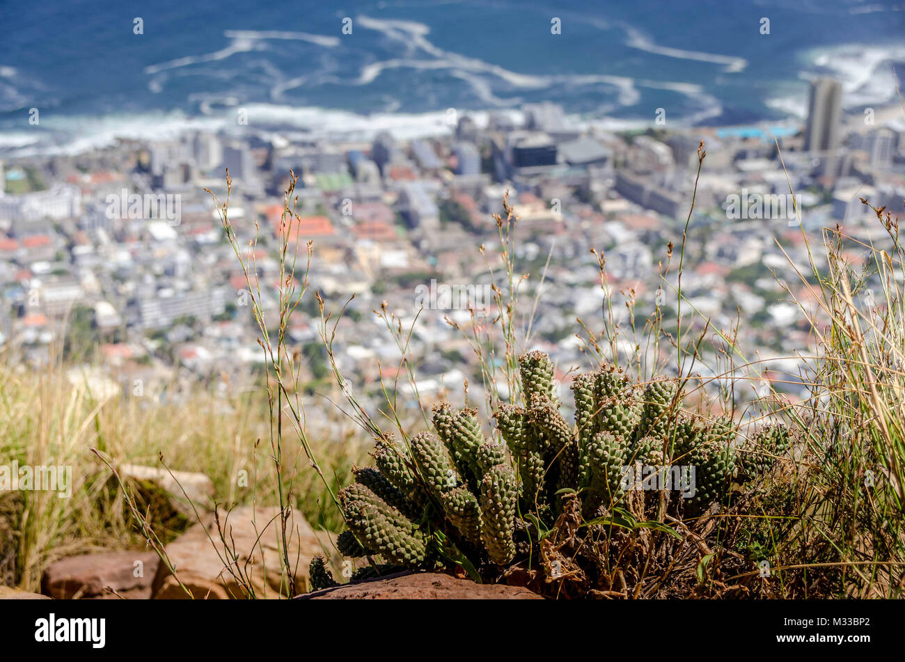 Le centre-ville de Cape Town vue de Lion's Head mountain , Afrique du Sud Banque D'Images