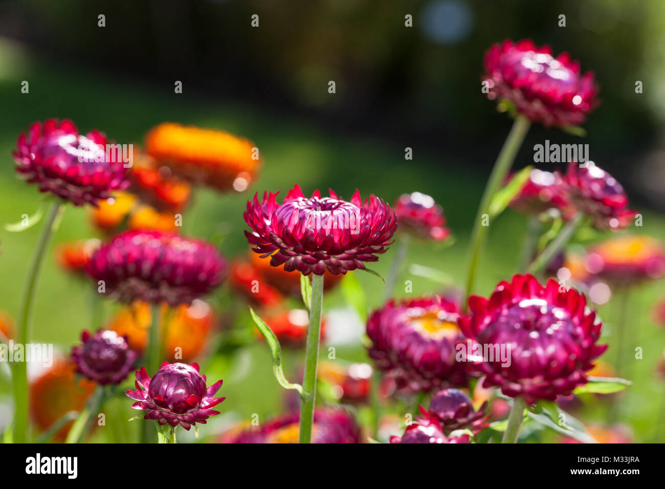 Immortelle, Jätte-eternell (Xerochrysum bracteatum) Banque D'Images