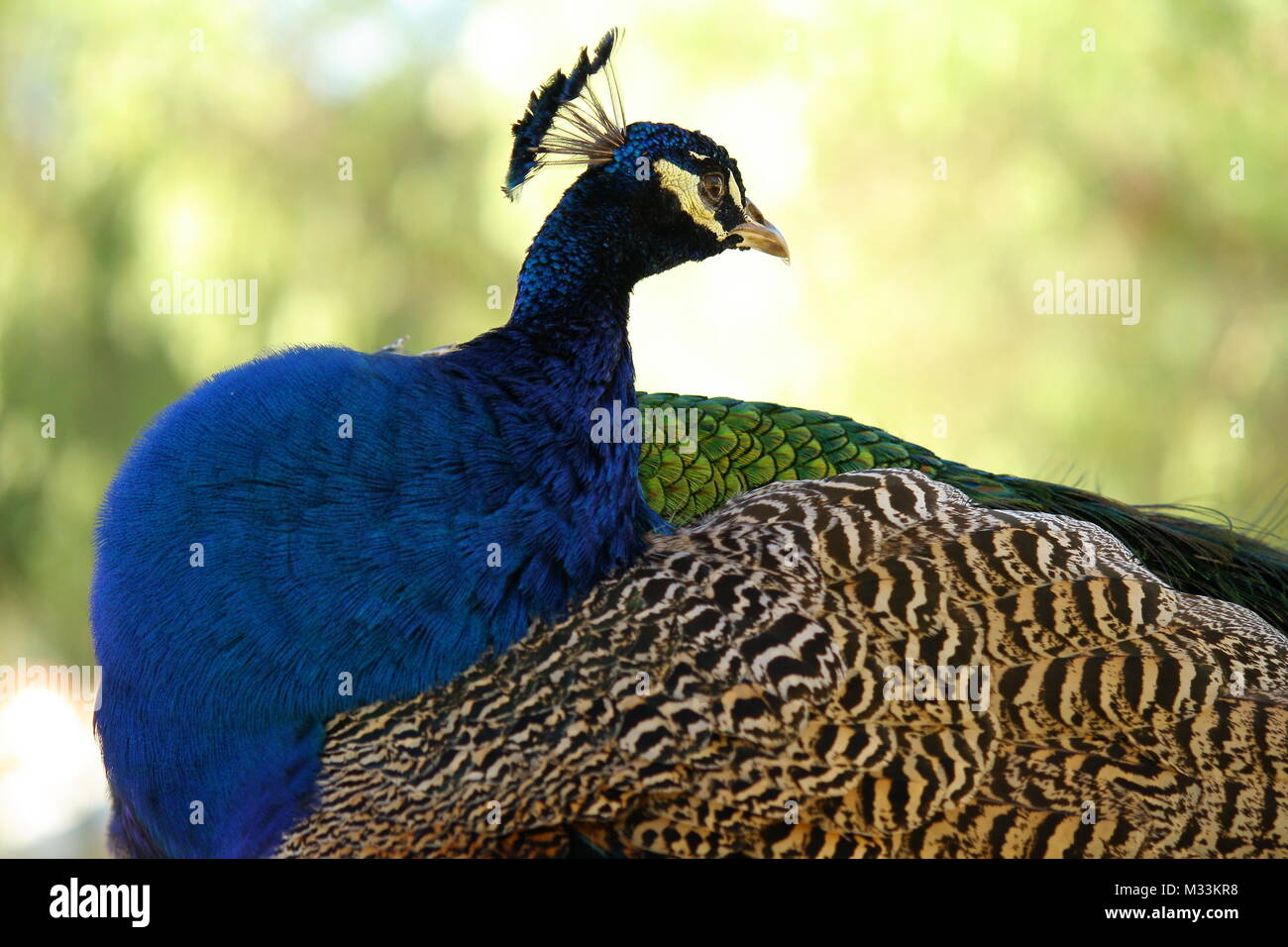 Belle paon Banque de photographies et d’images à haute résolution - Alamy