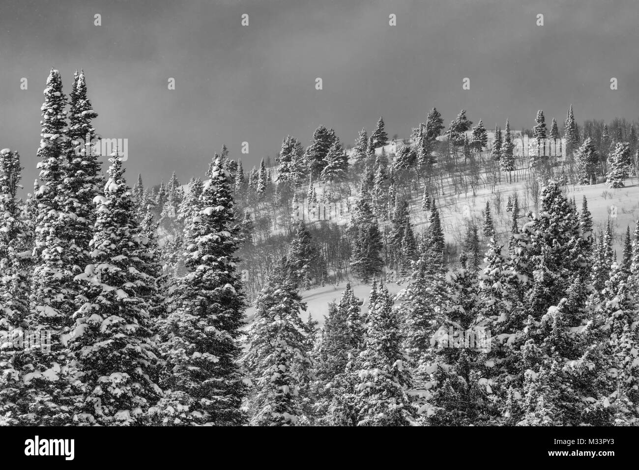 Tempête d'hiver, Grand Targhee Resort, Wyoning Banque D'Images