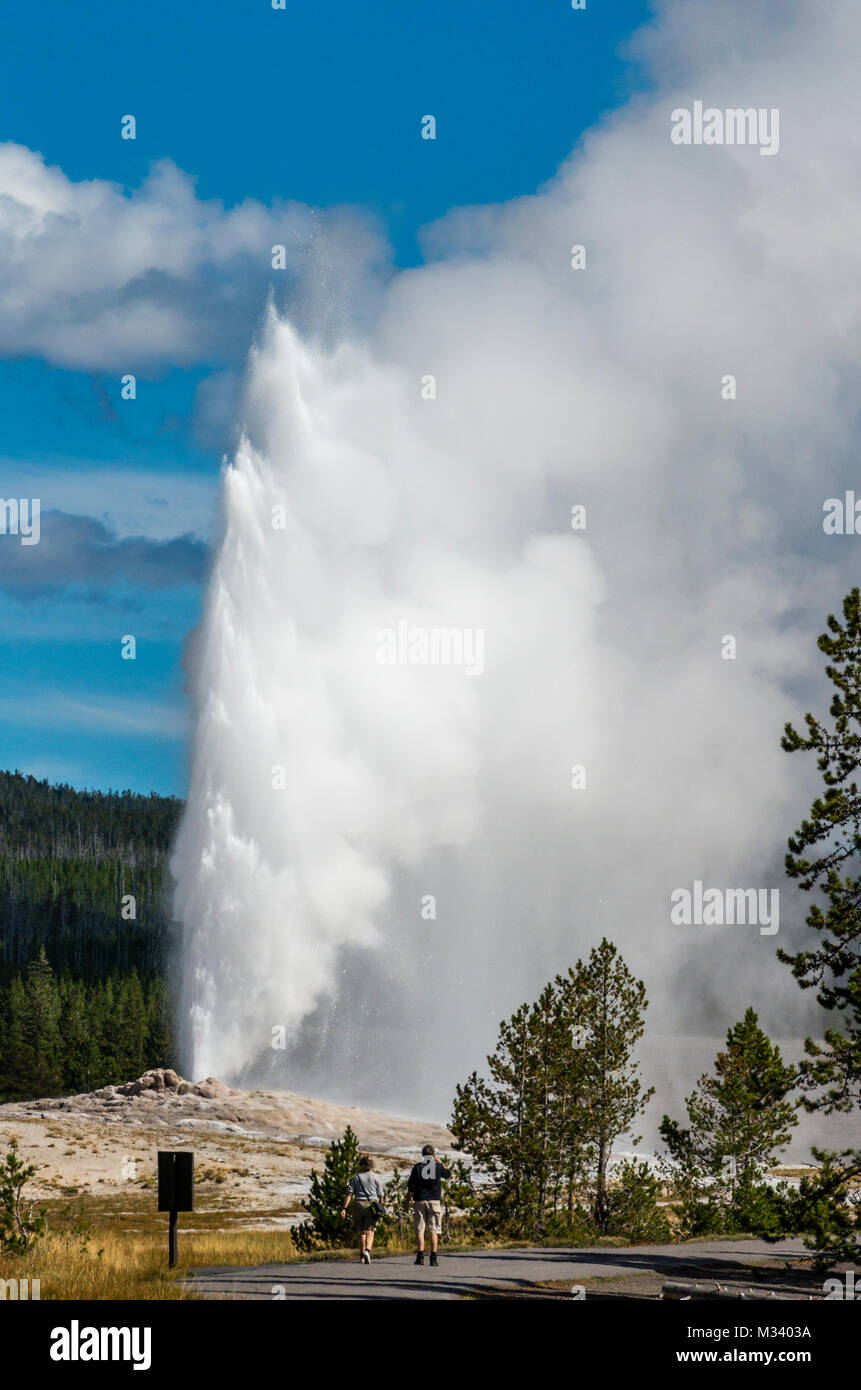 Les touristes regarder comme Old Faithful éclate avec un panache de vapeur et d'eau. Le Parc National de Yellowstone, Wyoming, USA Banque D'Images