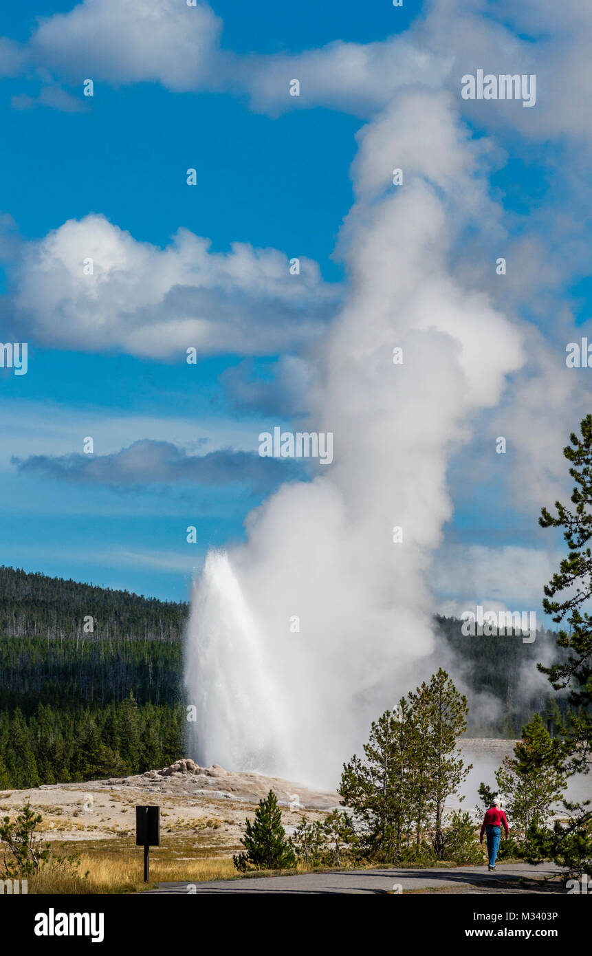 Les touristes regarder comme Old Faithful éclate avec un panache de vapeur et d'eau. Le Parc National de Yellowstone, Wyoming, USA Banque D'Images