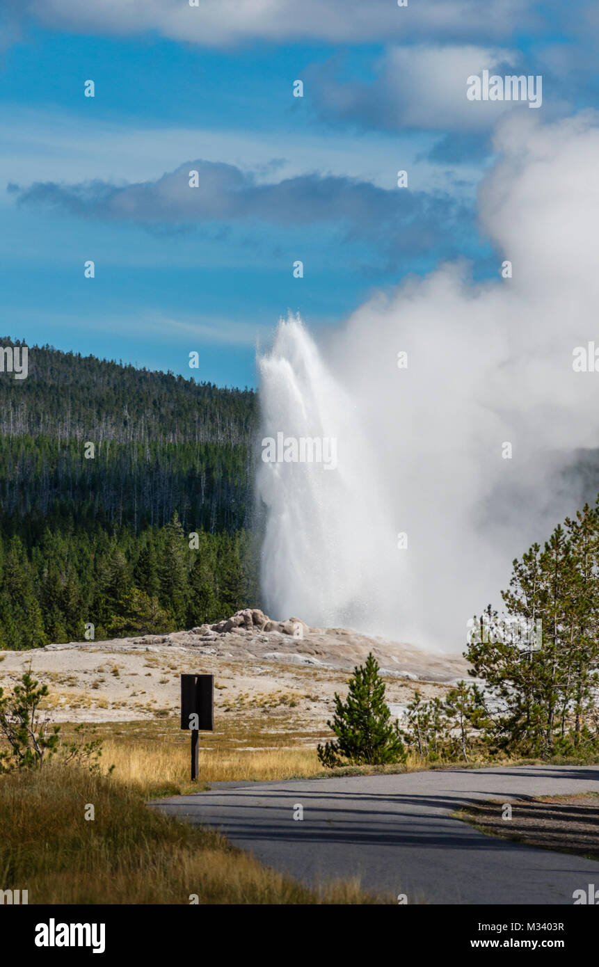 Old Faithful éclate avec un panache blanc de vapeur et d'eau. Le Parc National de Yellowstone, Wyoming, USA Banque D'Images