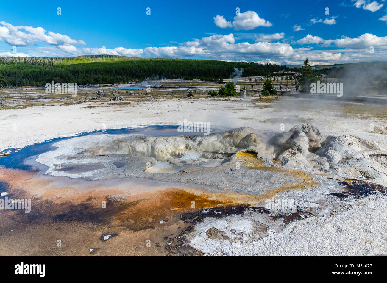 Printemps avec geyserite Avoca bouillonnant dans les dépôts du bassin du biscuit. Le Parc National de Yellowstone, Wyoming, USA Banque D'Images