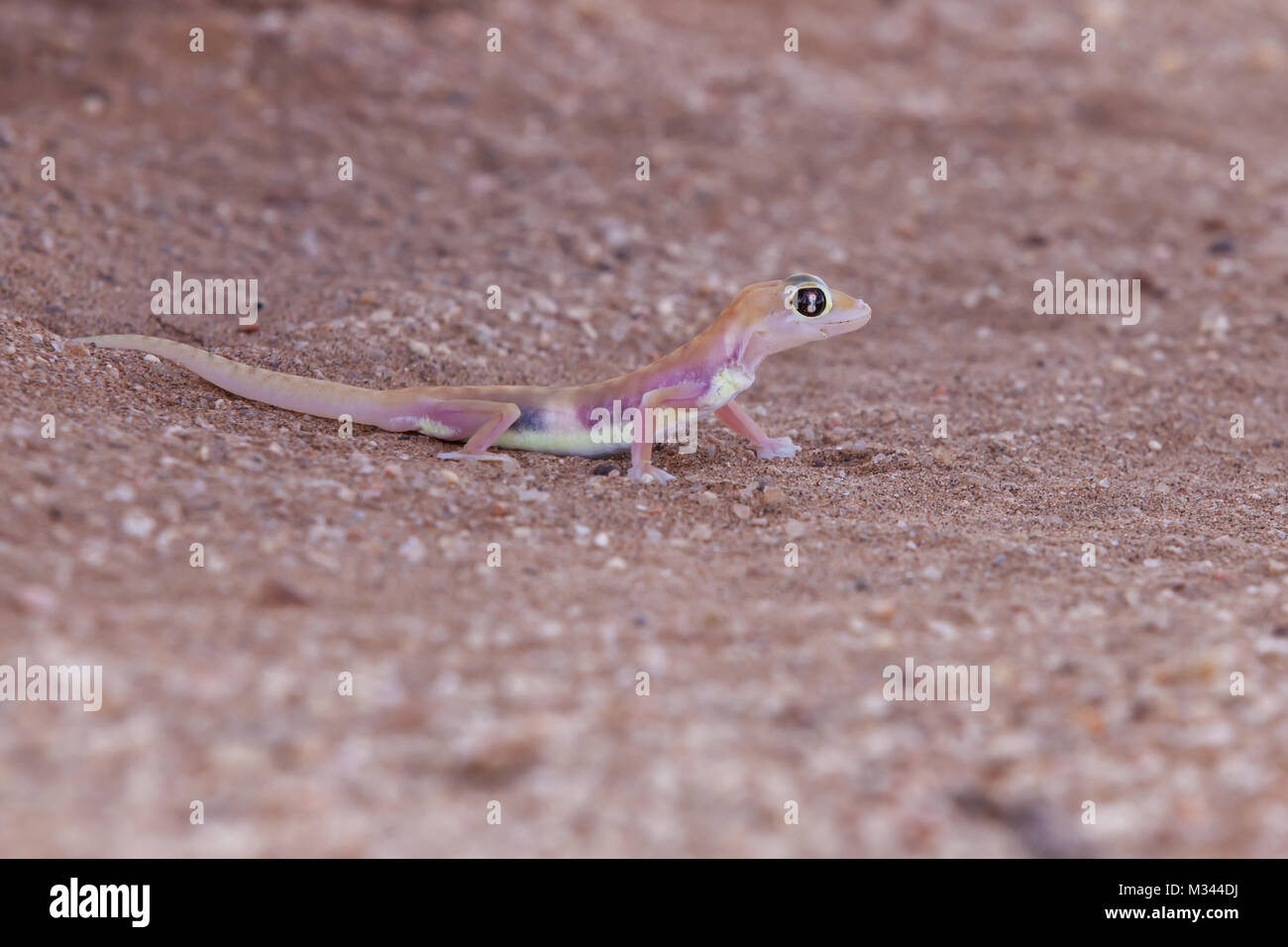 Sable du Namib gecko, Swakopmund, Namibie Banque D'Images