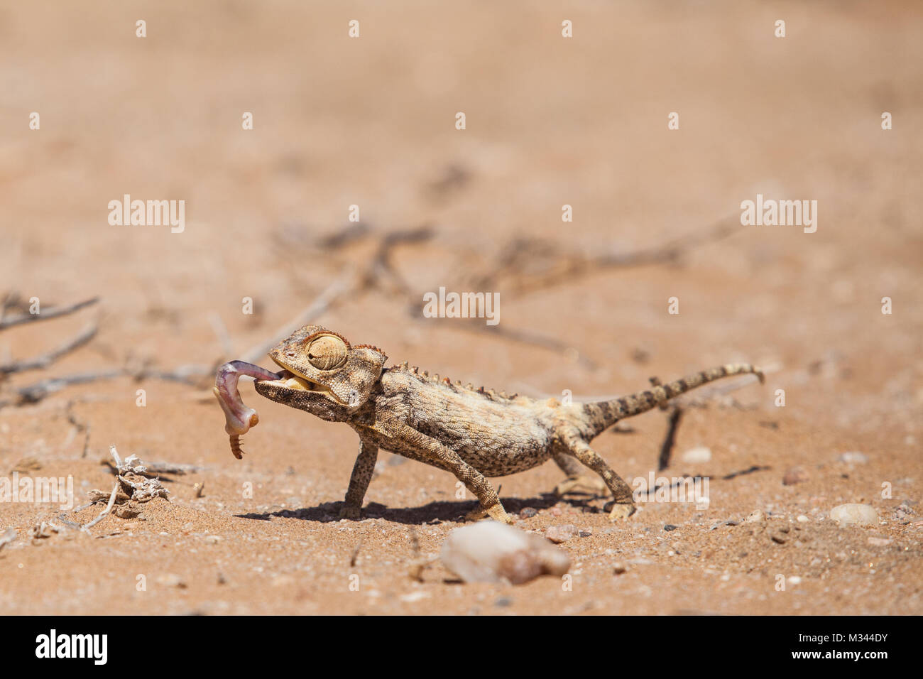 Caméléon Namaqua avec les proies, la Namibie Banque D'Images