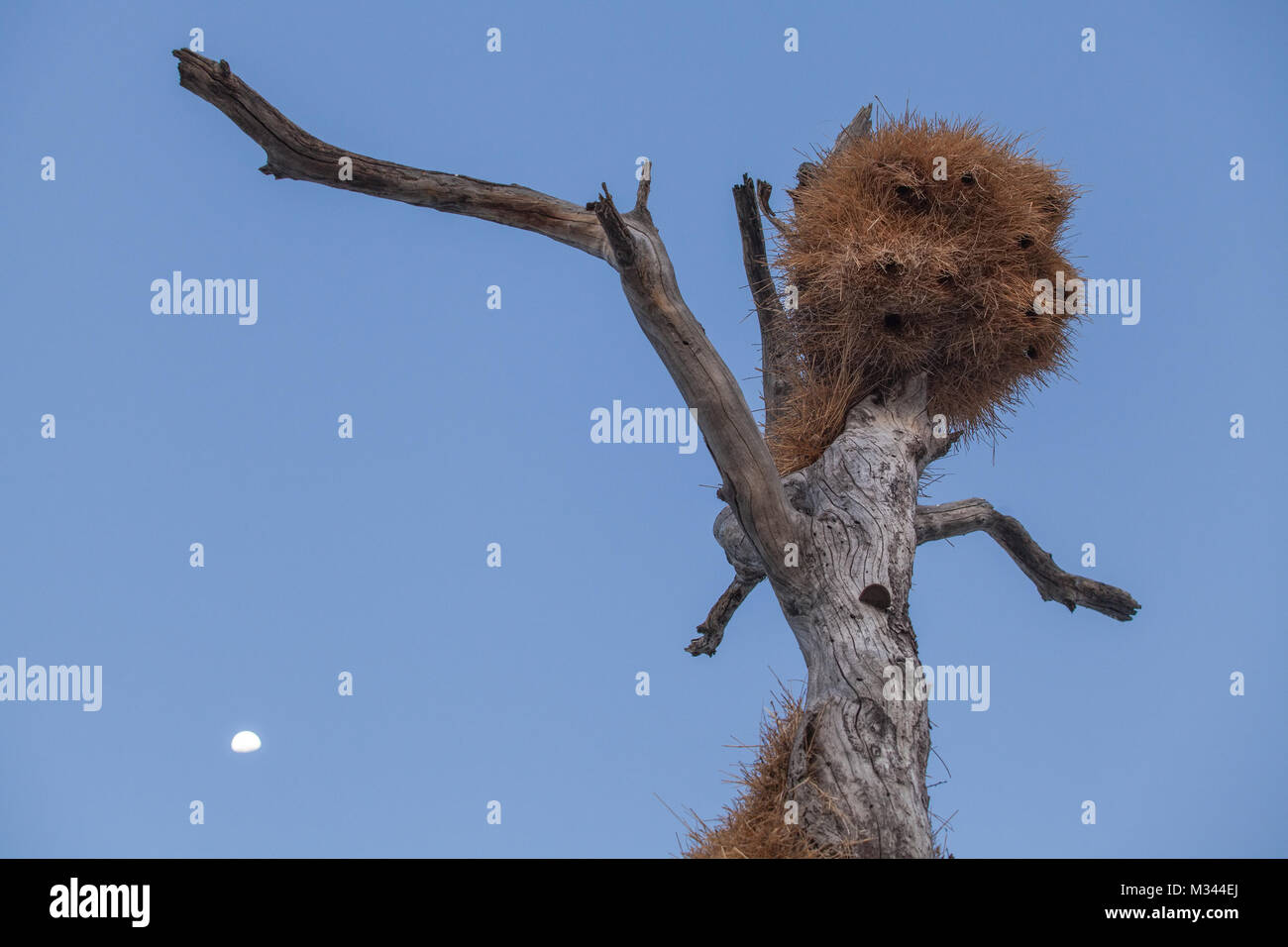 Sociable weaver nichent dans un arbre, Etosha National Park, Namibie Banque D'Images