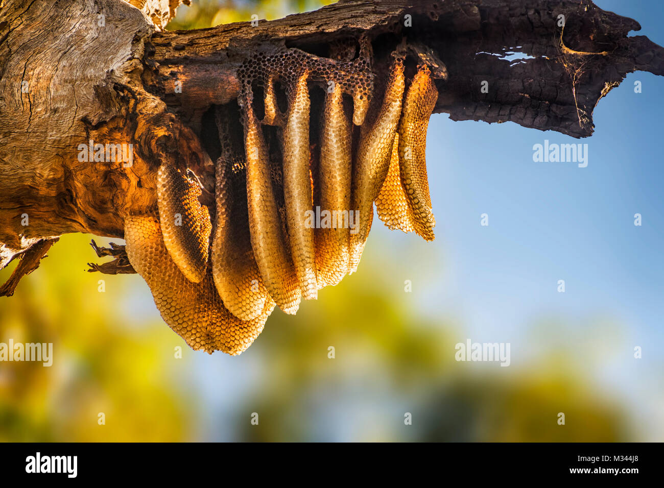 Bush naturel suspendu à un nid d'abeilles sauvages sur un arbre, le Parc National de Yanchep, Perth, Australie occidentale Banque D'Images