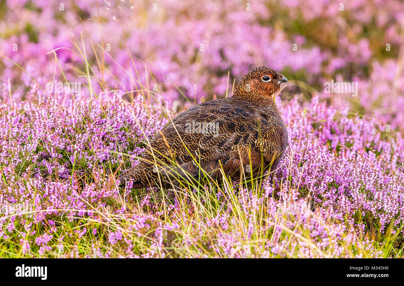 Lagopède des saules en violet Heather sur Yorkshire Grouse Moor, UK Banque D'Images