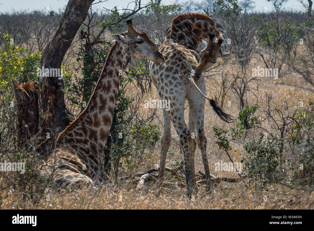 Girafe Girafe femelle et veau, Kruger National Park, Mpumalanga, Afrique du Sud Banque D'Images