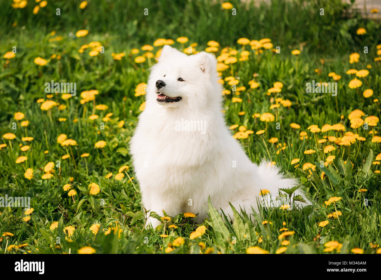 Funny Young Happy Smiling White Samoyède chien ou Bjelkier, Smiley, Sammy s'asseoir en plein air printemps vert prairie avec des fleurs jaunes. Animal ludique à l'extérieur. Banque D'Images