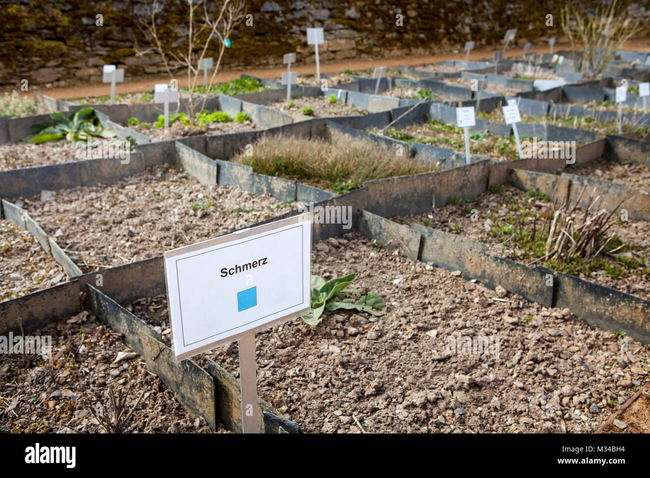 Les plantes médicinales contre la douleur, monastère cistercien de l'abbaye de Marienstatt, Streithausen, Rhénanie-Palatinat, Allemagne, Europe Banque D'Images