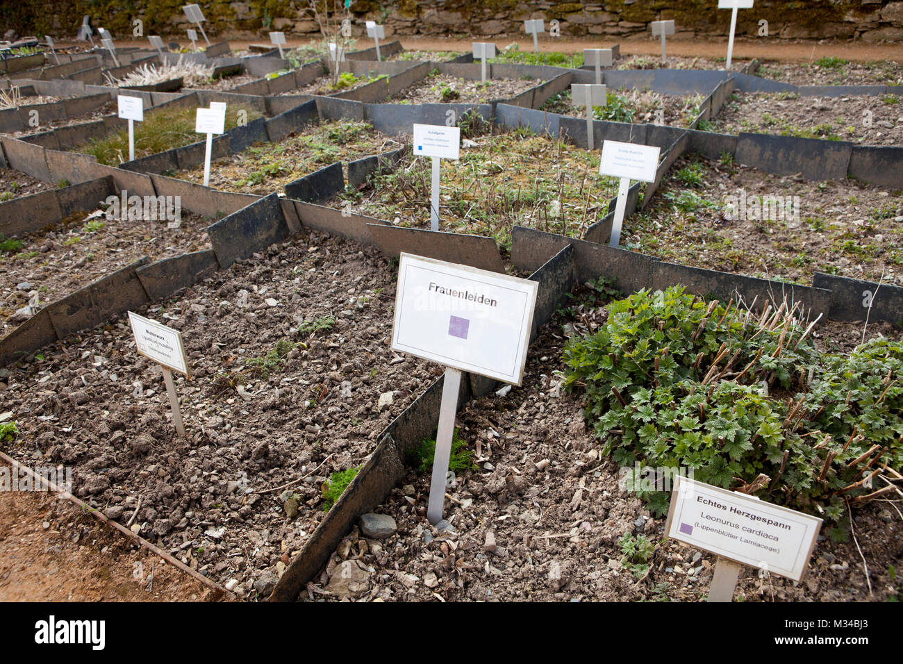 Les plantes médicinales contre les femmes souffrent, monastère cistercien de l'abbaye de Marienstatt, Streithausen, Rhénanie-Palatinat, Allemagne, Europe Banque D'Images