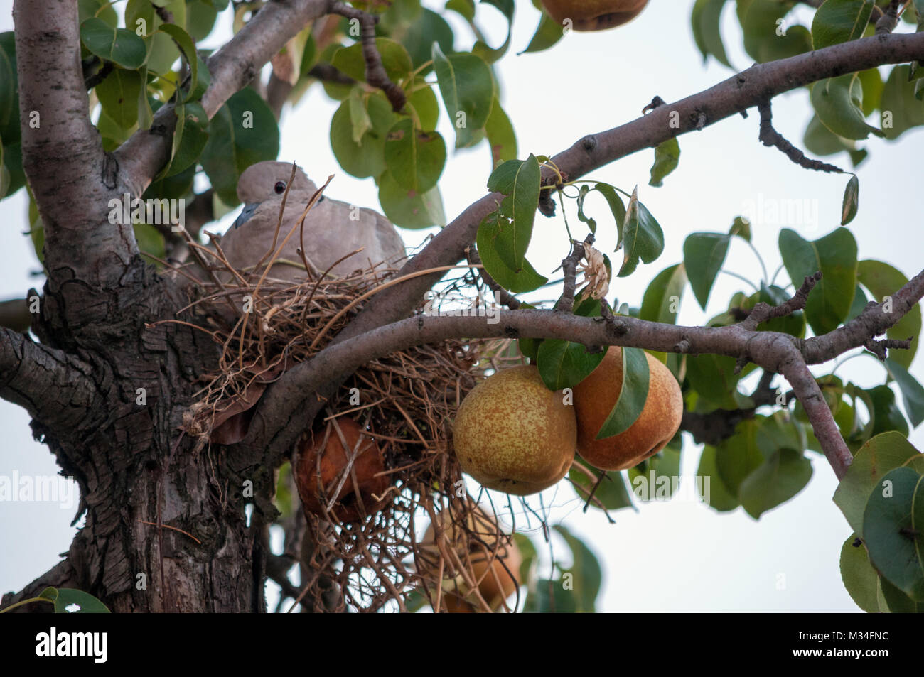 Thug oiseau dans nid dans un poirier Banque D'Images