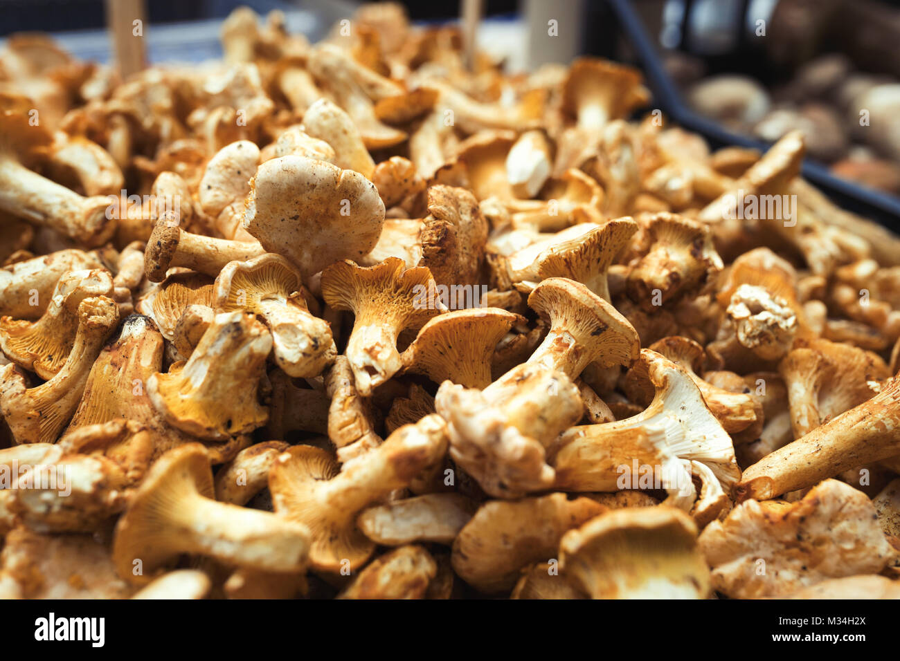 Close up photo de champignons forestiers boletus Banque D'Images