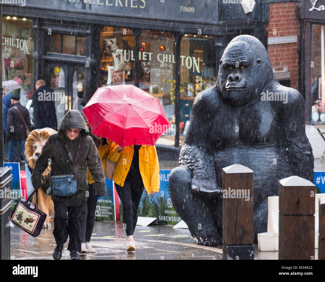 Une douche de neige Shoppers bataille vu par un gorille en fibre de verre grandeur nature sur Wyle Cop, Shrewsbury, lors d'un festival célébrant la ville dans ses liens avec Charles Darwin. Banque D'Images