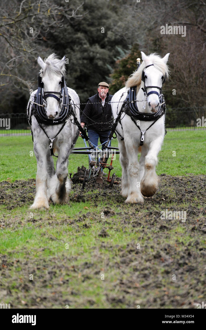 Ruskin Park, Londres. Feb 9, 2018. Champion irlandais Tom Nixon laboureur laboure la zone de culture du blé du patrimoine à Ruskin Park en utilisant shire chevaux. Crédit : Michael Preston/Alamy Live News Banque D'Images