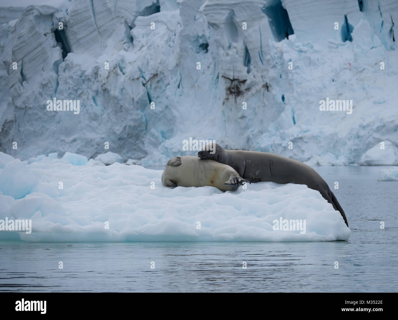 Une paire de les phoques crabiers reposant sur un iceberg avec un glacier en arrière-plan. Banque D'Images