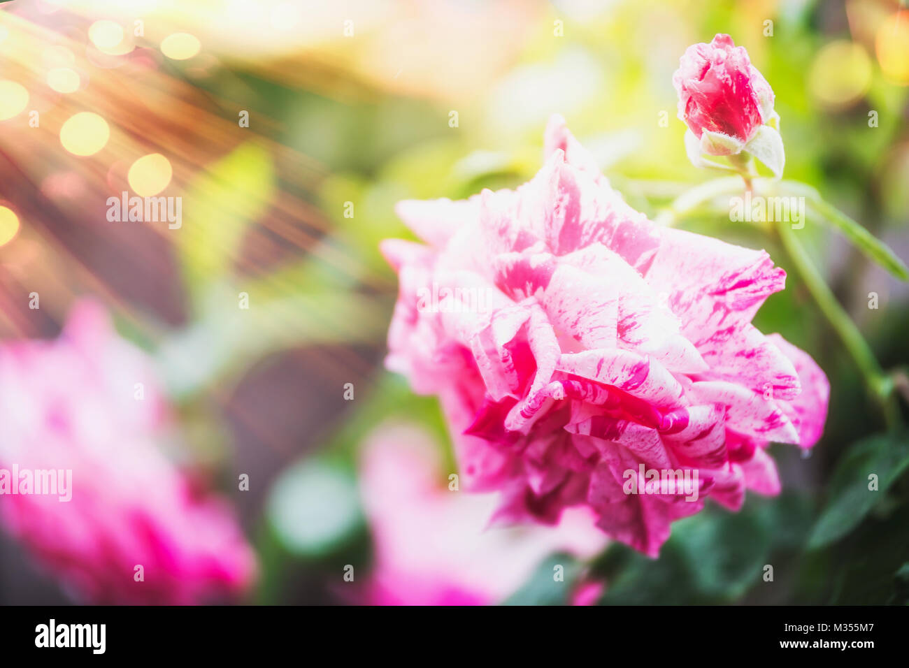 Rose rose des fleurs au jardin d'été nature fond avec la lumière du