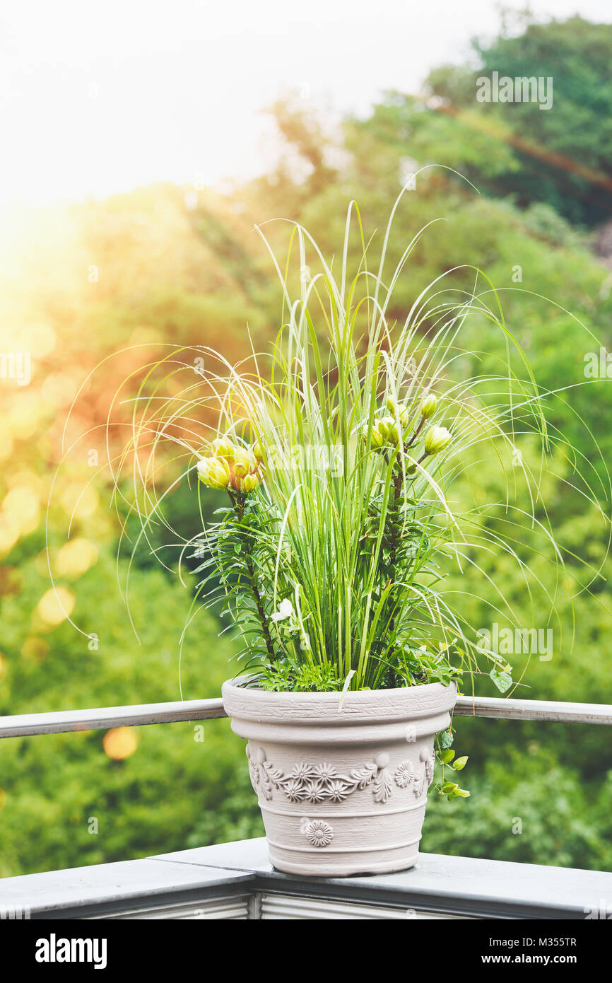 Pot de fleurs patio magnifique avec l'herbe de la pampa et vert lily sur  balcon ou terrasse dans le coucher du soleil la lumière. Récipient  jardinage urbain, fleurs pot patio idées Photo
