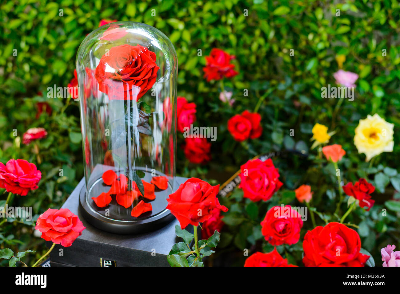 L'éternelle roses dans la fiole sur le jardin Banque D'Images