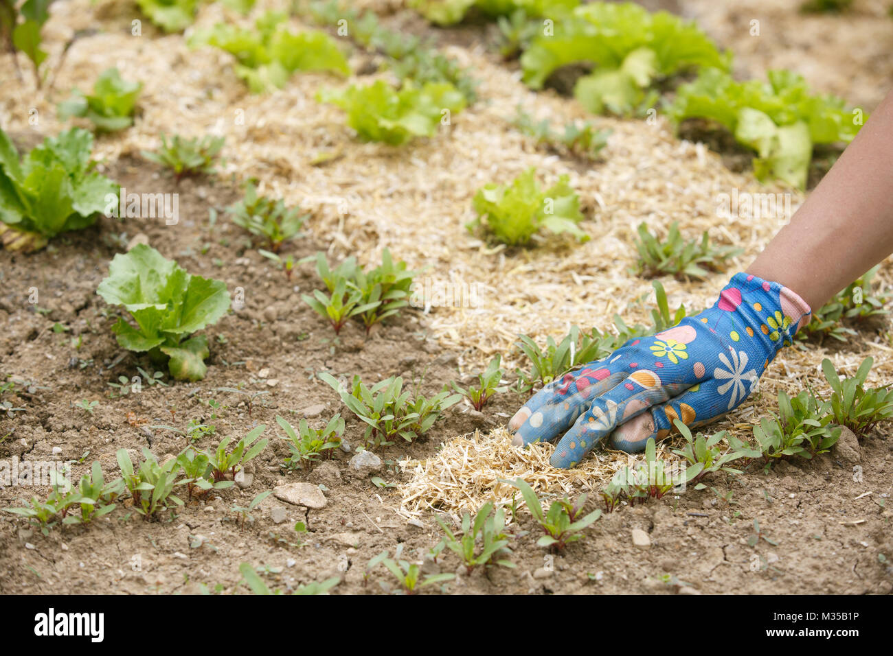 Chauffeur particulier de propager un paillis autour de semis plantés pour fertiliser et protéger de la sécheresse. La vie naturelle, de l'alimentation bio, biodynamique, pe Banque D'Images
